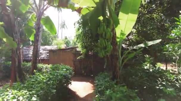 Doğal koşullarda ormandaki bir palmiye ağacında yetişen muzlar. — Stok video