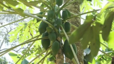 Ormanda yetişen kakao ağacının yeşil meyveleri.