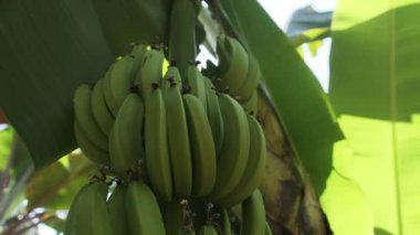 Doğal koşullarda ormandaki bir palmiye ağacında yetişen muzlar.