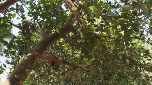 Muškátový strom se zeleným ovocem a listy, tropické koření v rodu Myristica — Stock video