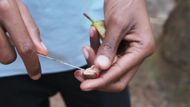 Rå muskot i afrikansk hand, hela muskot frön för att göra kryddor, Zanzibar — Stockvideo