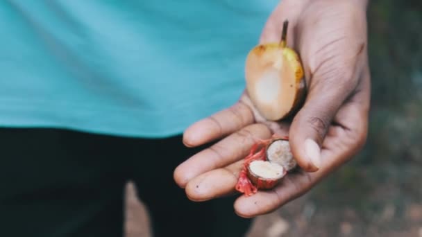 Surový muškátový oříšek v africké ruce, celá semena muškátového oříšku na výrobu koření, Zanzibar — Stock video