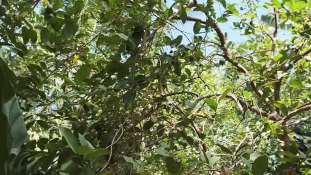 Guava Odling på träd i Afrika, Psidium Guajava, Zanzibar, Tanzania — Stockvideo
