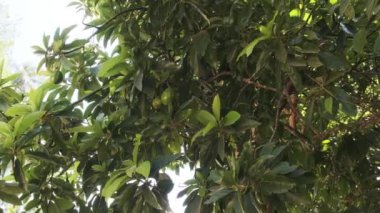 Avokado, Doğu Afrika 'da bir ağaç dalında yetişiyor.