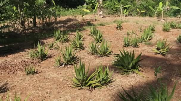 Odlande rader av Aloe Vera i Afrika, Zanzibar, Plantation i naturen — Stockvideo