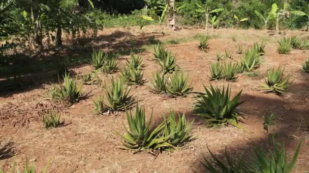 Rosnące rzędy aloesu w Afryce, Zanzibar, Plantacja w przyrodzie — Wideo stockowe