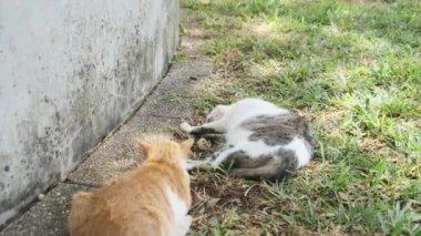 İki Evsiz Kedi Afrika 'da, Taş Şehir' de, Zanzibar 'da Yatıyorlar ve Uyuyorlar.