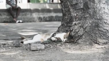 Afrika 'da, Taş Şehir' de, Zanzibar 'da Aç Evsiz Kediler Yalan Söylüyor ve Uyuyor