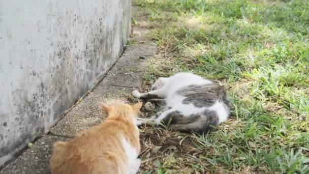 Zwei obdachlose Katzen liegen und schlafen auf der Straße in Afrika, Stone Town, Sansibar.