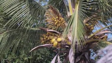 Thatched Şemsiyesi yakınlarında hindistan cevizli Palm Tree Tropikal Plaj 'da, Lüks Otel' in yanında.