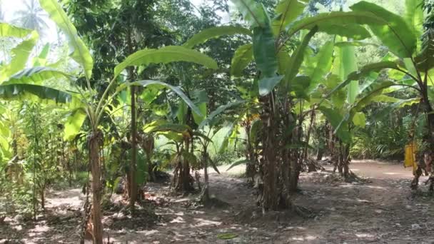 Vanilla Plantation in Nature, Frutta Verde Vaniglia in Giardino, Africa Orientale — Video Stock