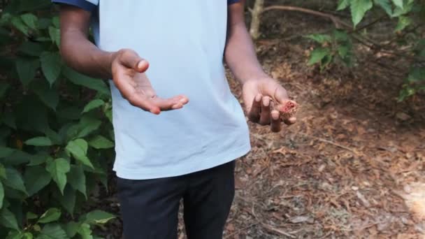 Annatto in der Natur, Rote Früchte des Lippenstiftbaums, Bixa Orellana in afrikanischer Hand — Stockvideo