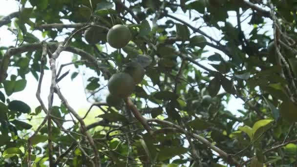 Nootmuskaatboom met groene vruchten en bladeren, Tropisch kruid in de Genus van Myristica — Stockvideo