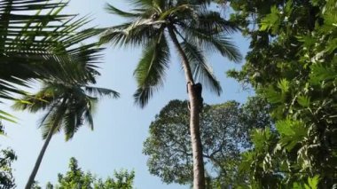 Bir Afrikalı Tropikal Orman 'da Palmiye Ağacı' na tırmanır, Zanzibar Ormanı 'nda