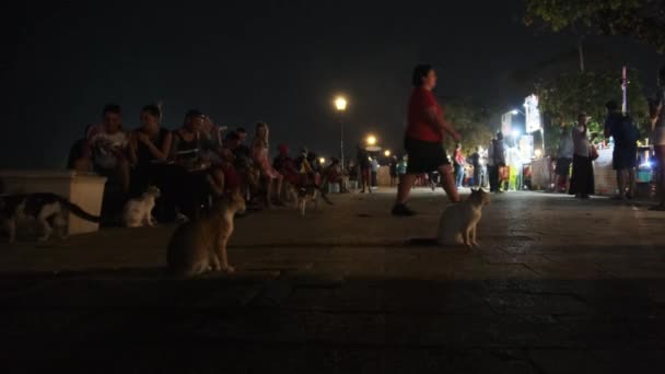 Άστεγη γάτα κάθεται στο συνωστισμένο Embankment το βράδυ, οι άνθρωποι περνούν, Ζανζιβάρη — Αρχείο Βίντεο