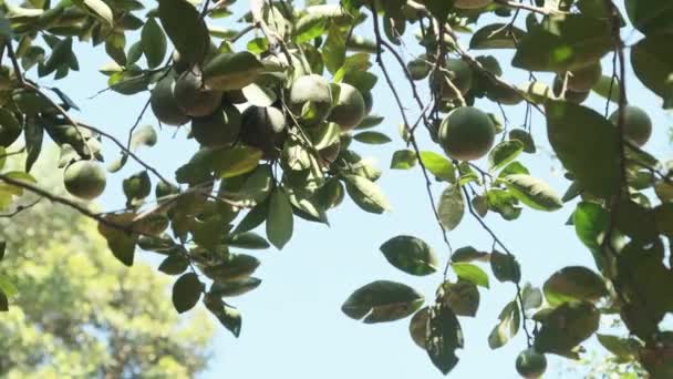 Muškátový strom se zeleným ovocem a listy, tropické koření v rodu Myristica — Stock video