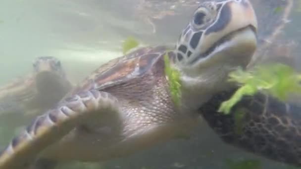 大群海龟在水下游泳和吃藻类，自然水族馆，桑给巴尔 — 图库视频影像