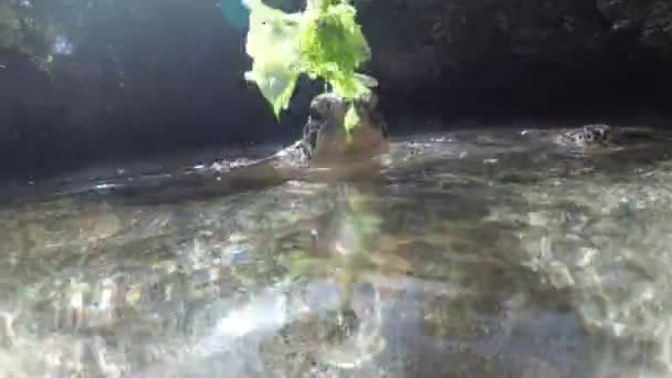 Pessoas algas alimentando tartarugas marinhas gigantes em Baraka Natural Aquarium, Zanzibar — Vídeo de Stock