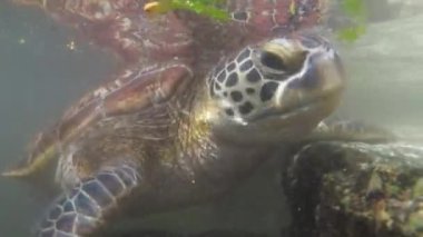 Baraka Doğal Akvaryumu, Zanzibar 'da Dev Deniz Kaplumbağalarını Besleyen İnsanlar