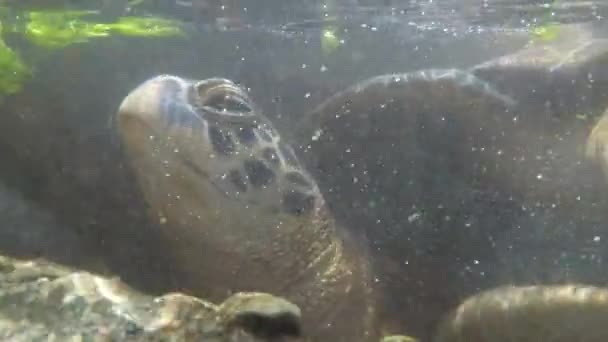 Riesenschildkröten schwimmen unter Wasser und fressen Algen im natürlichen Aquarium von Sansibar — Stockvideo