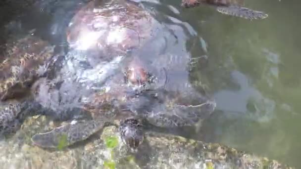 Personas Algas alimentando tortugas marinas gigantes en el acuario natural de Baraka, Zanzíbar — Vídeos de Stock