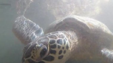 Sürü Dev Deniz Kaplumbağaları Suyun Altında Yüzer ve Yosun, Doğal Akvaryum, Zanzibar