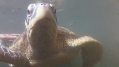 Dev Deniz Kaplumbağaları Su altında Yüzer ve Doğal Akvaryumda Yosun Yerler, Zanzibar