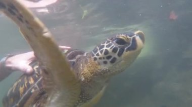 Dev Deniz Kaplumbağaları Baraka Doğal Akvaryumu, Zanzibar, Afrika 'da Su Altında Yüzüyor