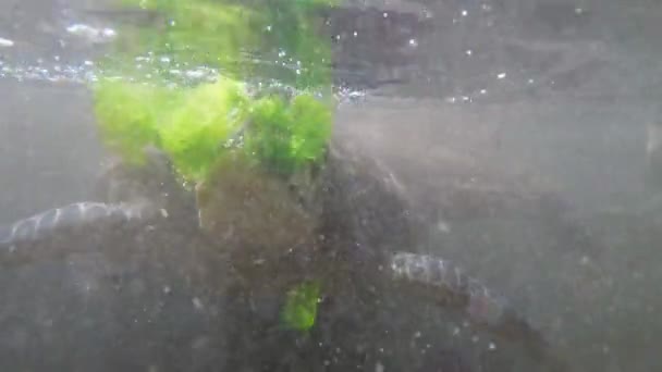 Las tortugas marinas gigantes nadan bajo el agua y comen algas en el acuario natural, Zanzíbar — Vídeo de stock