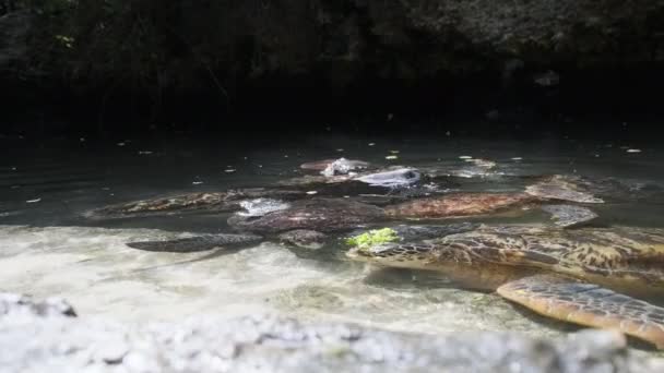 Άνθρωποι άλγη σίτιση γιγάντιες θαλάσσιες χελώνες σε Baraka Φυσικό Ενυδρείο, Ζανζιβάρη — Αρχείο Βίντεο