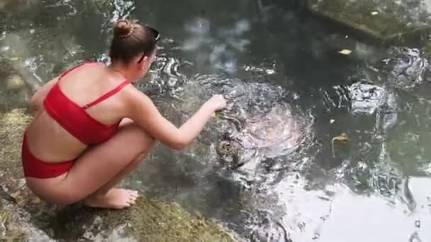 Frau füttert riesige Meeresschildkröten im Baraka Natural Aquarium auf Sansibar mit Algen — Stockvideo