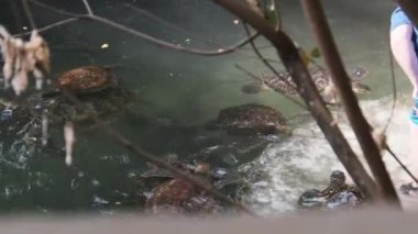 Baraka Doğal Akvaryumu, Zanzibar 'da Dev Deniz Kaplumbağalarını Besleyen İnsanlar