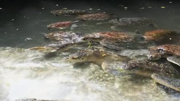 People Algae Feeding Giant Sea Turtles in Baraka Natural Aquarium, Zanzibar — Stock Video