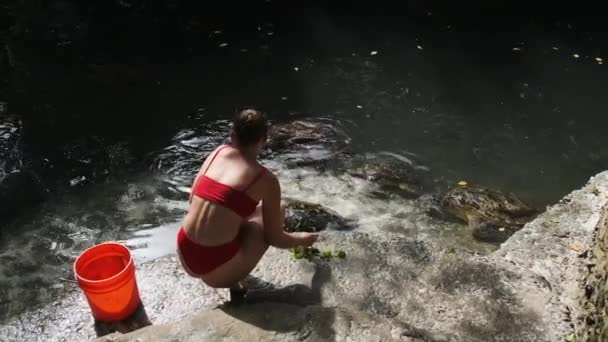 잔지바르 의 바라카 자연 수족관 에서 자이언트 바다 거북 에게 알가에 이 를 먹이는 여인 — 비디오