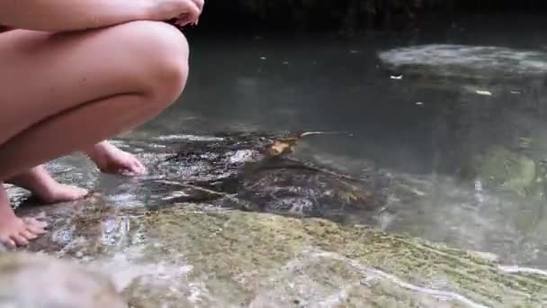 桑给巴尔巴拉卡自然水族馆的人类藻类喂养巨型海龟 — 图库视频影像