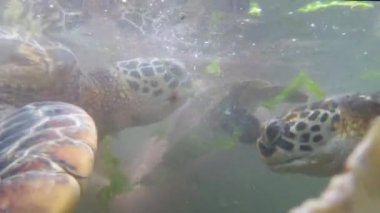 Dev Deniz Kaplumbağaları Baraka Doğal Akvaryumu, Zanzibar, Afrika 'da Su Altında Yüzüyor