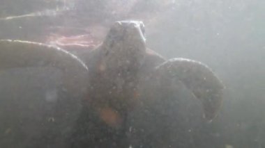 Dev Deniz Kaplumbağaları Su altında Yüzer ve Doğal Akvaryumda Yosun Yerler, Zanzibar