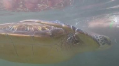 Dev Deniz Kaplumbağaları Baraka Doğal Akvaryumu, Zanzibar, Afrika 'da Su Altında Yüzüyor