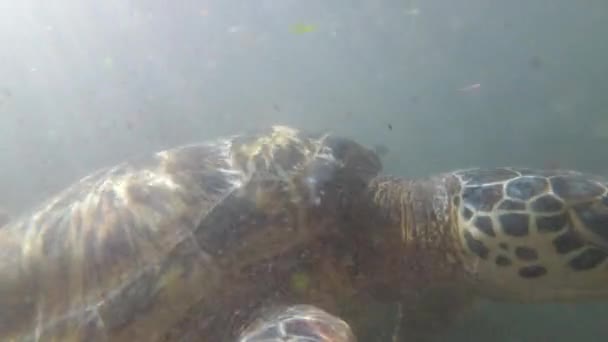 巨大なウミガメが水中で泳ぎ、天然水族館、ザンジバルで藻類を食べる — ストック動画