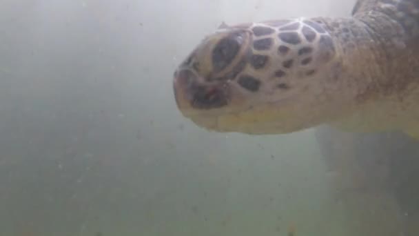 Огромные морские черепахи плавают под водой в природном аквариуме Барака, Занзибар, Африка — стоковое видео