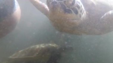 Sürü Dev Deniz Kaplumbağaları Suyun Altında Yüzer ve Yosun, Doğal Akvaryum, Zanzibar