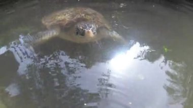 Dev Deniz Kaplumbağaları Su altında Yüzer ve Doğal Akvaryumda Yosun Yerler, Zanzibar