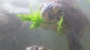 Dev Deniz Kaplumbağaları Su altında Yüzer ve Doğal Akvaryumda Yosun Yerler, Zanzibar