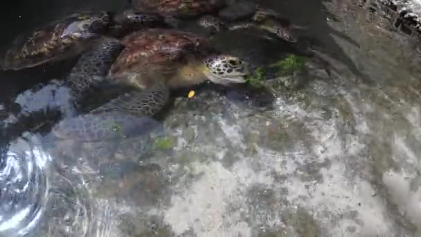 People Algae Krmení obrovských mořských želv v přírodním akváriu Baraka, Zanzibar — Stock video
