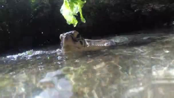 桑给巴尔巴拉卡自然水族馆的人类藻类喂养巨型海龟 — 图库视频影像