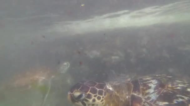 Riesenschildkröten schwimmen unter Wasser und fressen Algen im natürlichen Aquarium von Sansibar — Stockvideo