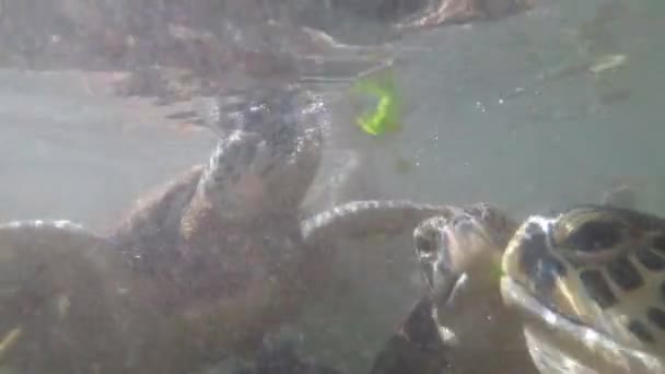 Flock Giant Sea Turtles Simma Undervattens- och Äta Alger, Naturliga Akvarium, Zanzibar — Stockvideo