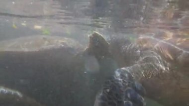 Dev Deniz Kaplumbağaları Su altında Yüzer ve Doğal Akvaryumda Yosun Yerler, Zanzibar