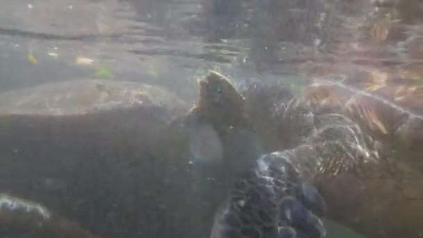 Reuzenzeeschildpadden zwemmen onderwater en eten algen in natuurlijk aquarium, Zanzibar — Stockvideo