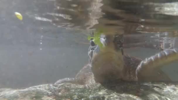 Des tortues de mer géantes nagent sous l'eau et mangent des algues dans un aquarium naturel, Zanzibar — Video